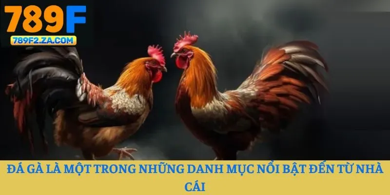 Đá gà là một trong những danh mục nổi bật đến từ nhà cái